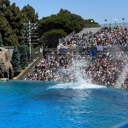 Ocean Explorer Seaworld - Sea World