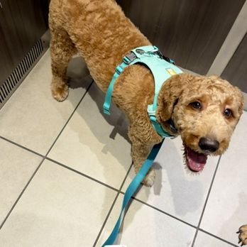 Ben's Barketplace - Mountain View - Griffin in his new harness - Pet Stores Near Me - Mountain View, California Ben's Barketplace - Mountain View - Griffin in his new harness - Pet Stores Near Me - Mountain View, California