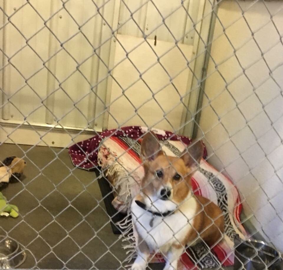 TOP DOG BOARDING KENNEL Updated August 2024 7014 S 725th W, Manilla, Indiana Pet Sitting