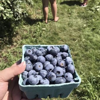 Kelder's Farm - Pick Your Own Farms Near Me - Kerhonkson, New York Kelder's Farm - Pick Your Own Farms Near Me - Kerhonkson, New York