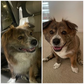 Oh My Dog! Grooming - Before & After, Milk. - Pet Groomers Near Me - Murrieta, California Oh My Dog! Grooming - Before & After, Milk. - Pet Groomers Near Me - Murrieta, California