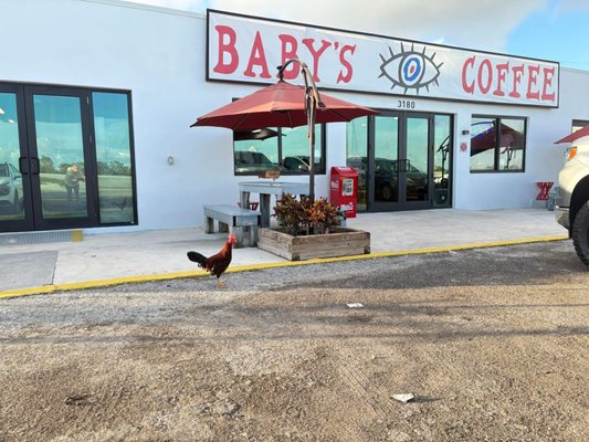 Baby’s Coffee by null