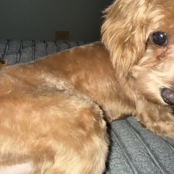 PetSmart - Pet Stores Near Me - Schaumburg, Illinois