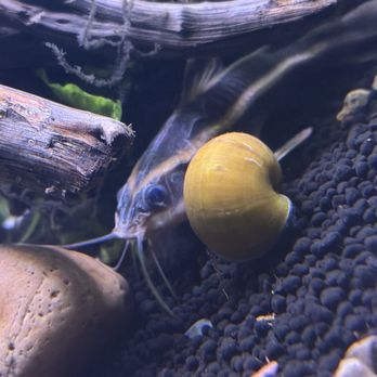 King Aquarium - Catfish - Pet Stores Near Me - San Jose, California