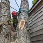 Photo of Arborsharp Tree Care