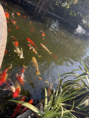 Miami Beach Botanical Garden by null