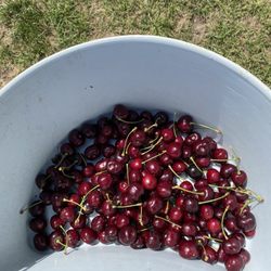 Hallstedt Homestead Cherries