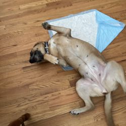 Creature Comforts of Charlotte Pet Sitting - Chloe...silly girl!
