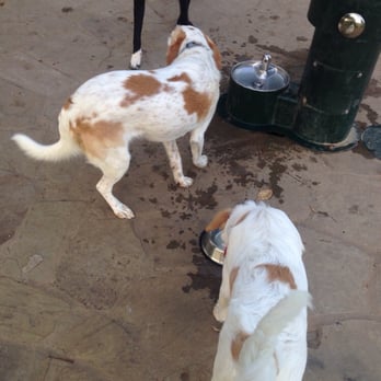Northbark Dog Park - Are we related?! - Dog Parks Near Me - Dallas, Texas