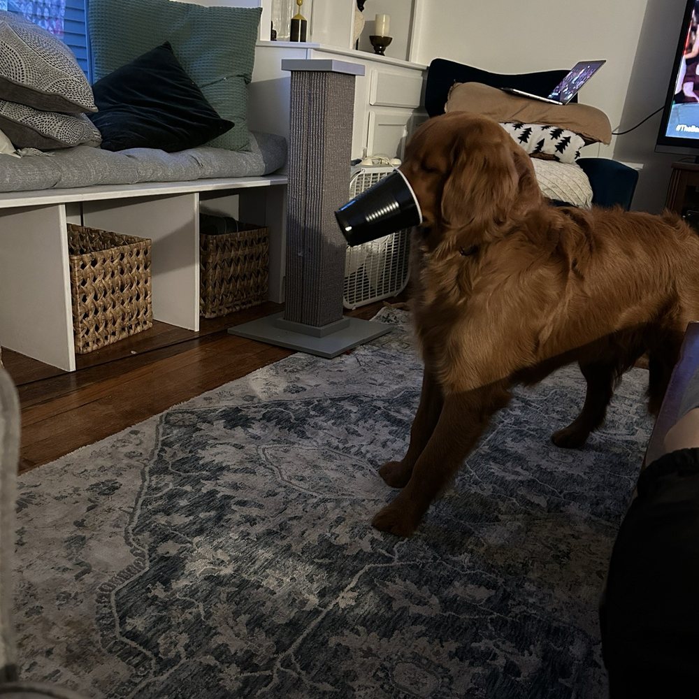 A Pleasant Dog - A fun enrichment game with solo cups learned from class. - Pet Training Near Me - Grand Rapids, Michigan A Pleasant Dog - A fun enrichment game with solo cups learned from class. - Pet Training Near Me - Grand Rapids, Michigan
