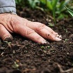 Martinez Tree and Sod Service