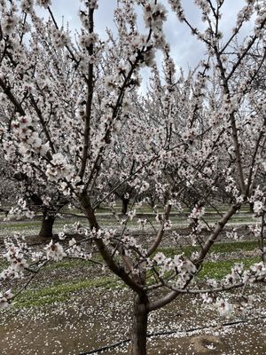 Rodin Farms by null