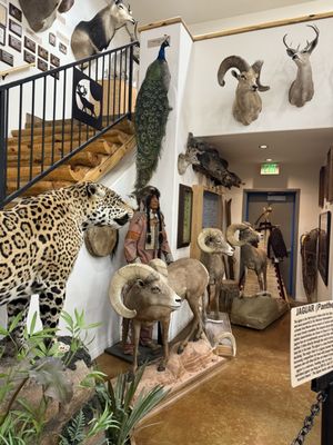 Bryce Wildlife Adventure by null