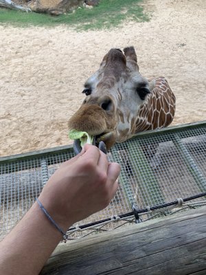 Caldwell Zoo by null