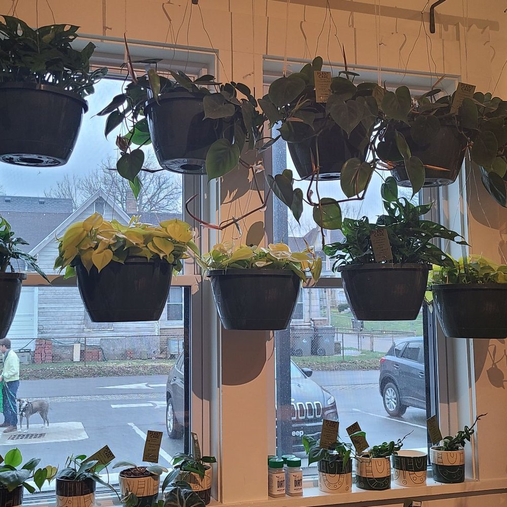 Stomping Ground - Hanging plants - Home & Garden Near Me - Indianapolis, Indiana