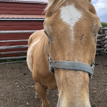 Yellowstone Horses at Eagle Ridge Ranch - Beautiful horse in the correl - Horseback Riding Near Me - Island Park, Idaho
