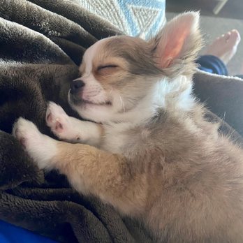 Chihuahuas Wee Love - Sweet puppy! - Pet Training Near Me - Josephine, Texas