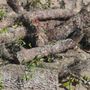 Photo of 81Tree services