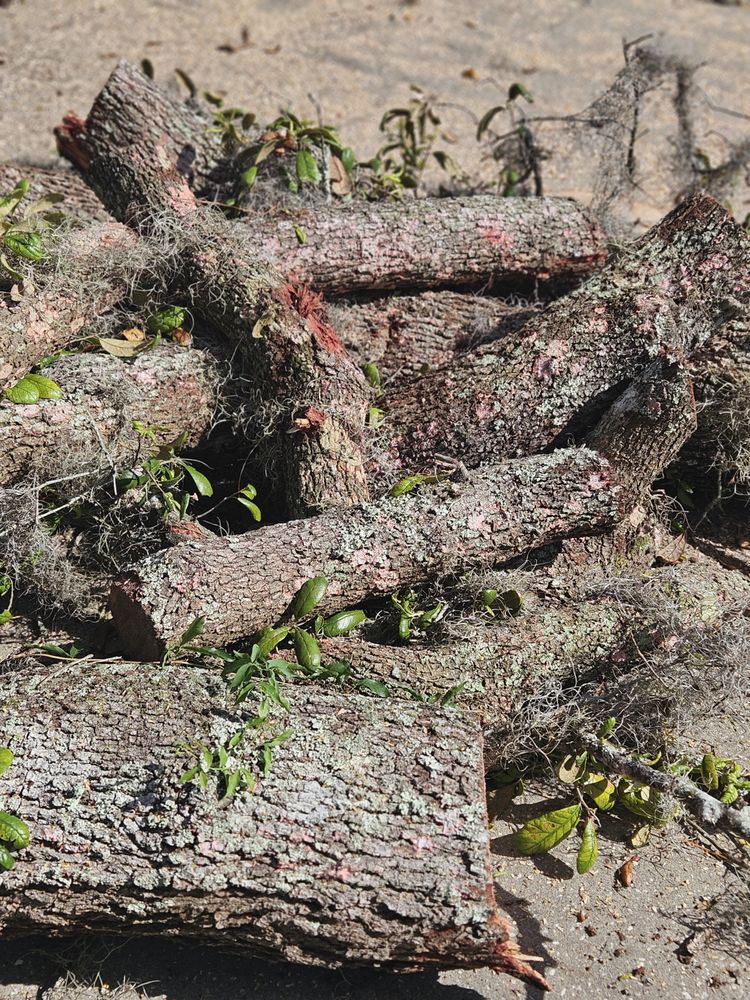 81Tree Services - tree service in Tampa, FL