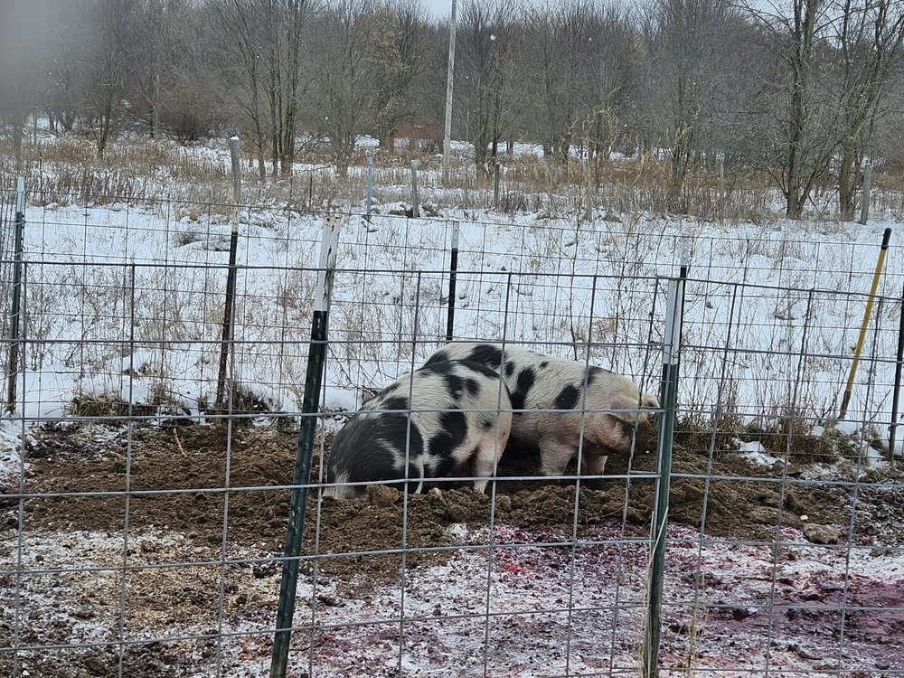 Food from Dm Processing