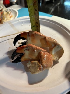 George Stone Crab by null