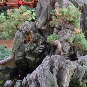 Botanical Building - Bonsai Trees. - Botanical Gardens Near Me - San Diego, California Botanical Building - Bonsai Trees. - Botanical Gardens Near Me - San Diego, California