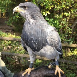 Greifvogel Und Wildgehege Park - Wow