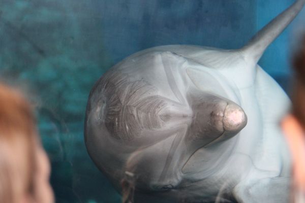 Clearwater Marine Aquarium by null