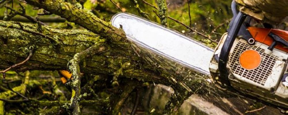 Kaposia Tree Service - tree service in Inver Grove Heights, MN