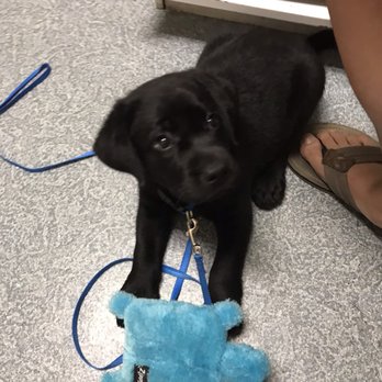 Doc-Side Veterinary Medical Center - Gus's first visit to the vet! - Veterinarians Near Me - Baltimore, Maryland