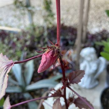 Incredible Edible Landscapes - Cranberry hibiscus - Nurseries & Gardening Near Me - Loxahatchee, Florida