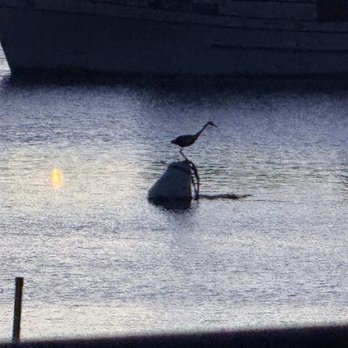 Windows On the Water - Herron sitting on a buoy. - New American Near Me - Morro Bay, California Windows On the Water - Herron sitting on a buoy. - New American Near Me - Morro Bay, California