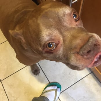 The Pet Salon - Pet Stores Near Me - Glendale, New York