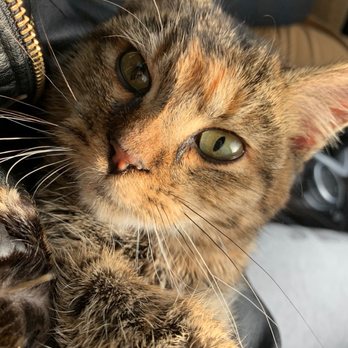BluePearl Pet Hospital - Rip Avery - Emergency Pet Hospital Near Me - Tukwila, Washington