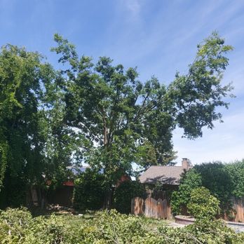 R's Tree Care - After many year's of doing business, this is how R's Tree Care left my tree. He provided a quote and halfway through the job, he quit!! - Tree Services Near Me