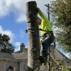 Hector’s Fence Repair & Tree Services