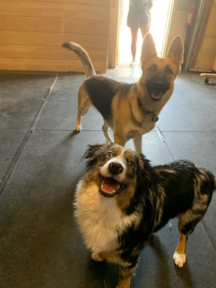 AZANI PRO DOG TRAINING Updated September 2024 11 Photos 12781