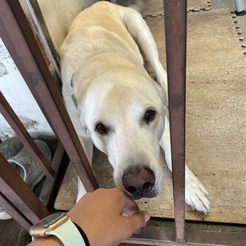 I P M - i love their dog - Auto Repair Near Me - Torrance, California
