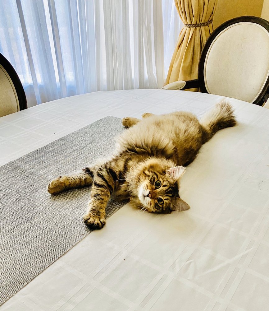 COPPER HILL ANIMAL CLINIC 24 Photos & 126 Reviews 26859 Bouquet Canyon Rd, Santa Clarita