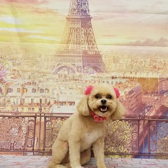PetSmart - Aggie grooming pictures - Pet Stores Near Me - North Bergen, New Jersey