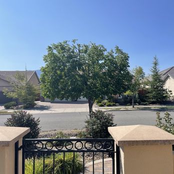 Monjas Landscaping - Trimmed the tree down about 3-4 feet.  Yay! - Landscaping Near Me - Reno, Nevada