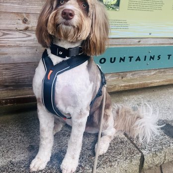 Floof Pet Grooming - Pet Groomers Near Me - Seattle, Washington
