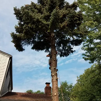 HireaClimber - Tree Services Near Me HireaClimber - Tree Services Near Me