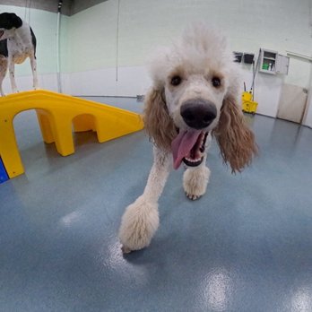 24 Hour Dog Daycare - Pet Boarding Near Me - Escondido, California 24 Hour Dog Daycare - Pet Boarding Near Me - Escondido, California