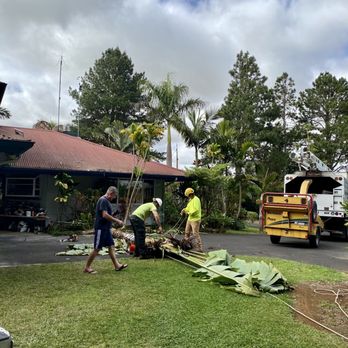 Big Island Tree Service - Removal of large travelers' palm from residential location - Tree Services Near Me - Keaau, Hawaii Big Island Tree Service - Removal of large travelers' palm from residential location - Tree Services Near Me - Keaau, Hawaii