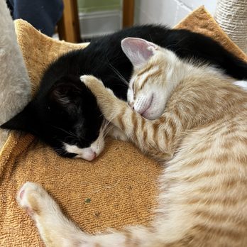 DeLand Cat Cafe - Themed Cafes Near Me - DeLand, Florida DeLand Cat Cafe - Themed Cafes Near Me - DeLand, Florida