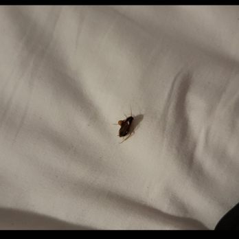 Sea Blue Hotel - woke up to a cockroach crawling on the headboard - Hotels Near Me - Santa Monica, California Sea Blue Hotel - woke up to a cockroach crawling on the headboard - Hotels Near Me - Santa Monica, California