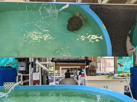 Georgia Sea Turtle Center by null