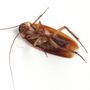 Photo of Superior Pest Control