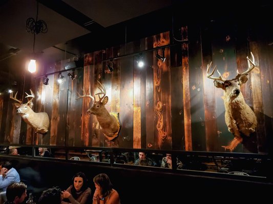 The Whalesbone Elgin Street by null